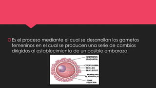 Es el proceso mediante el cual se desarrollan los gametos
femeninos en el cual se producen una serie de cambios
dirigidos al establecimiento de un posible embarazo
 