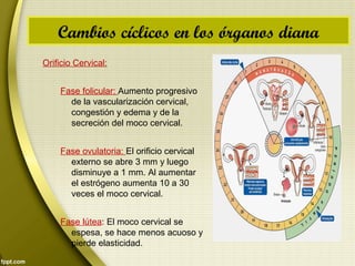 Orificio Cervical:
Fase folicular: Aumento progresivo
de la vascularización cervical,
congestión y edema y de la
secreción del moco cervical.
Fase ovulatoria: El orificio cervical
externo se abre 3 mm y luego
disminuye a 1 mm. Al aumentar
el estrógeno aumenta 10 a 30
veces el moco cervical.
Fase lútea: El moco cervical se
espesa, se hace menos acuoso y
pierde elasticidad.
Cambios cíclicos en los órganos diana
 