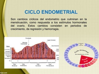 CICLO ENDOMETRIAL
Son cambios cíclicos del endometrio que culminan en laSon cambios cíclicos del endometrio que culminan en la
menstruación, como respuesta a los estímulos hormonalesmenstruación, como respuesta a los estímulos hormonales
del ovario. Estos cambios consisten en periodos dedel ovario. Estos cambios consisten en periodos de
crecimiento, de regresión y hemorragia.crecimiento, de regresión y hemorragia.
 