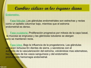 Cambios cíclicos en los órganos diana
Endometrio:
Fase folicular: Las glándulas endometriales son estrechas y rectas
como un epitelio columnar bajo, mientras que el estroma
endometrial es denso.
Fase ovulatoria: Proliferación progresiva por mitosis de la capa basal,
la mucosa se engruesa y las glándulas tubulares se alargan
pero se mantienen recta.
Fase lútea: Baja la influencia de la progesterona. Las glándulas
se hacen tortuosa En dientes de sierra, y secretoras con el
aumento de la vascularización del estroma, volviéndose mas edematoso,
hay necrosis de los vasos sanguíneos y del endometrio
produciendo hemorragia endometrial.
 