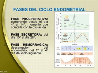 1.1. FASE PROLIFERATIVA:FASE PROLIFERATIVA:
comprende desde el díacomprende desde el día
4º al 14º; momento que4º al 14º; momento que
coincide con la ovulación.coincide con la ovulación.
2.2. FASE SECRETORA:FASE SECRETORA: deldel
día 15º al día 28º.día 15º al día 28º.
3.3. FASE HEMORRÁGICA:FASE HEMORRÁGICA:
descamación deldescamación del
endometrio; del 1º al 4ºendometrio; del 1º al 4º
día del ciclo siguiente.día del ciclo siguiente.
FASES DEL CICLO ENDOMETRIAL
 