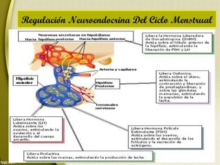Regulación Neuroendocrina Del Ciclo Menstrual
 