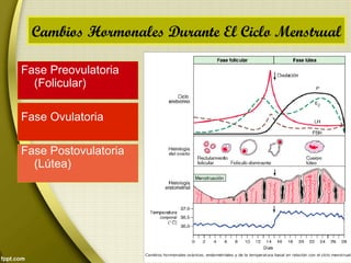 Fase Preovulatoria
(Folicular)
Fase Ovulatoria
Fase Postovulatoria
(Lútea)
Cambios Hormonales Durante El Ciclo Menstrual
 