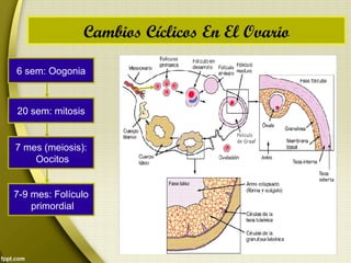 Cambios Cíclicos En El Ovario
6 sem: Oogonia
20 sem: mitosis
7 mes (meiosis):
Oocitos
7-9 mes: Folículo
primordial
 