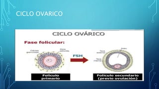 CICLO OVARICO
 