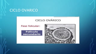 CICLO OVARICO
 