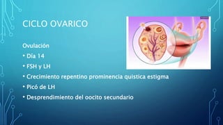CICLO OVARICO
Ovulación
• Día 14
• FSH y LH
• Crecimiento repentino prominencia quistica estigma
• Picó de LH
• Desprendimiento del oocito secundario
 
