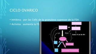 CICLO OVARICO
• Inhibína : por las Cells de la granulosa supresor de la FSH
• Activina : aumenta la FSH
 