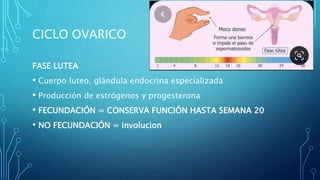 CICLO OVARICO
FASE LUTEA
• Cuerpo luteo, glándula endocrina especializada
• Producción de estrógenos y progesterona
• FECUNDACIÓN = CONSERVA FUNCIÓN HASTA SEMANA 20
• NO FECUNDACIÓN = involucion
 