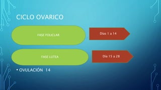 CICLO OVARICO
• OVULACIÓN 14
FASE FOLICLAR
Días 1 a 14
FASE LUTEA Día 15 a 28
 