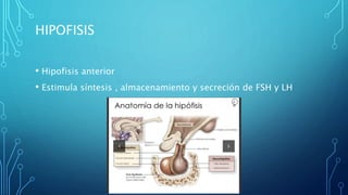 HIPOFISIS
• Hipofisis anterior
• Estimula síntesis , almacenamiento y secreción de FSH y LH
 