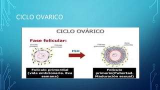 CICLO OVARICO
 