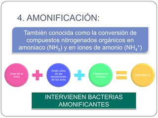 4. AMONIFICACIÓN:
También conocida como la conversión de
compuestos nitrogenados orgánicos en
amoniaco (NH3) y en iones de amonio (NH4+)

Urea de la
orina

Ácido úrico
de las
excreciones
de las aves

Organismos
muertos

AMONIACO

 