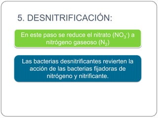 5. DESNITRIFICACIÓN:
En este paso se reduce el nitrato (NO3-) a
nitrógeno gaseoso (N2)
Las bacterias desnitrificantes revierten la
acción de las bacterias fijadoras de
nitrógeno y nitrificante.

 