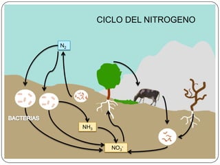 CICLO DEL NITROGENO
N2

NH3

NO3-

 