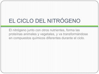 EL CICLO DEL NITRÓGENO
El nitrógeno junto con otros nutrientes, forma las
proteínas animales y vegetales, y va transformándose
en compuestos químicos diferentes durante el ciclo.

 