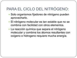 PARA EL CICLO DEL NITRÓGENO:
 Solo organismos fijadores de nitrógeno pueden

aprovecharlo.
 El nitrógeno molecular es tan estable que no se
combina con facilidad con otros elementos.
 La reacción química que separa el nitrógeno
molecular y combina los átomos resultantes con
oxigeno e hidrogeno requiere mucha energía.

 