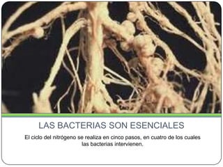 LAS BACTERIAS SON ESENCIALES
El ciclo del nitrógeno se realiza en cinco pasos, en cuatro de los cuales
las bacterias intervienen.

 
