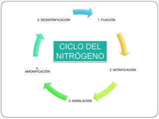 5. DESNITRIFICACIÓN

1. FIJACIÓN

CICLO DEL
NITRÓGENO
4.
AMONIFICACIÓN

2. NITRIFICACIÓN

3. ASIMILACIÓN

 