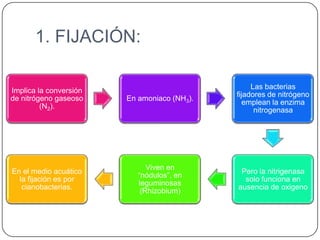 1. FIJACIÓN:
Implica la conversión
de nitrógeno gaseoso
(N2).

En amoniaco (NH3).

Las bacterias
fijadores de nitrógeno
emplean la enzima
nitrogenasa

En el medio acuático
la fijación es por
cianobacterias.

Viven en
“nódulos”, en
leguminosas
(Rhizobium)

Pero la nitrigenasa
solo funciona en
ausencia de oxigeno

 