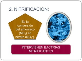2. NITRIFICACIÓN:

 