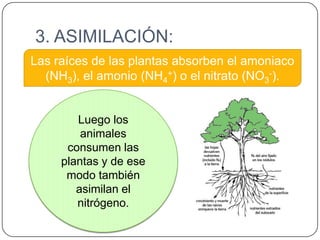 3. ASIMILACIÓN:
Las raíces de las plantas absorben el amoniaco
(NH3), el amonio (NH4+) o el nitrato (NO3-).
Luego los
animales
consumen las
plantas y de ese
modo también
asimilan el
nitrógeno.

 