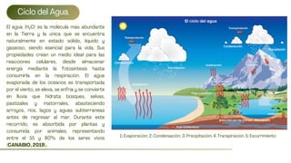 CICLO NUTRIENTES-ECOLOGIA DE BOSQUES INUNDABLES.pdf