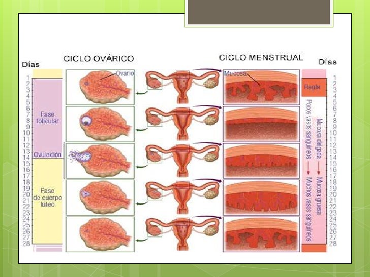 Resultado de imagen de ciclo ovarico