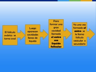 Para
                            formar una   Ya una vez
                   Luego         gran    formado el
               aparecen       cavidad     antro se
 El folículo
               cavidades      llamada      le llama
ovárico se
                llenas de    el antro       folículo
torna oval
                  liquido        con     vesicular o
                              liquido    secundario
                             folicular
 