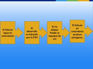 El folículo
                                 En la
                    El                          en
 El folículo                    etapas
                desarrollo                 crecimiento
  sigue en                    finales se
               es inducido                   produce
crecimiento                  requiere de
               por la FSH                  estrógenos.
                                  LH
 