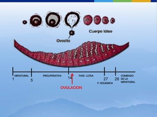 MENSTURAL       PROLIFERATIVA        FASE LUTEA                       COMIENZO
1                                   14                    27         28   DE LA
                5                                                         MENSTURAL
                                                      F. ISQUEMICA
                                OVULACION
 