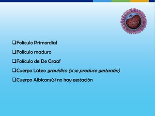 Folículo Primordial
Folículo maduro
Folículo de De Graaf
Cuerpo Lúteo gravídico (si se produce gestación)
Cuerpo Albicans(si no hay gestación
 