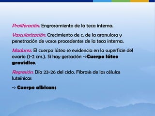Proliferación. Engrosamiento de la teca interna.
Vascularización. Crecimiento de c. de la granulosa y
penetración de vasos procedentes de la teca interna.
Madurez. El cuerpo lúteo se evidencia en la superficie del
ovario (1-2 cm.). Si hay gestación ->Cuerpo lúteo
gravídico.
Regresión. Día 23-26 del ciclo. Fibrosis de las células
luteínicas
-> Cuerpo albicans
 