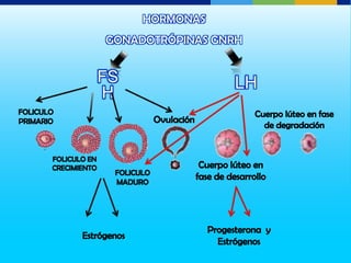 HORMONAS
GONADOTRÓPINAS GNRH


FS               LH
H
 