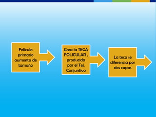 Folículo   Crea la TECA
 primario    FOLICULAR ,
                              La teca se
aumenta de    producida
                            diferencia por
  tamaño      por el Tej.
                              dos capas
              Conjuntivo
 