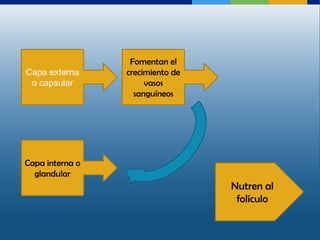 Fomentan el
Capa externa     crecimiento de
 o capsular           vasos
                   sanguíneos




Capa interna o
  glandular
                                  Nutren al
                                   folículo
 