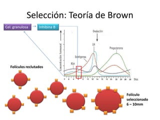 Selección: Teoría de Brown
Folículos reclutados
Folículo
seleccionado
6 – 10mm
Cel. granulosa Inhibina B
 