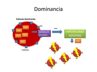 Dominancia
Folículo dominante
FSH
FSH
FSH
FSH
FSH
LH
Inhibina B
Estradiol
HIPOTALAMO
HIPOFISIS
FSH
>10mm
 