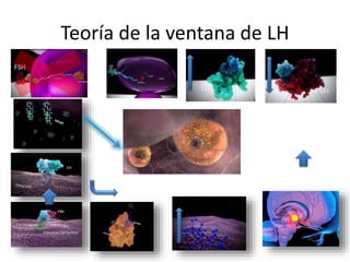 Teoría de la ventana de LH
Estrógeno
 