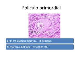 Folículo primordial
primera división meiotica – dictioteno
Menarquía 400.000 – ovulados 400
30– 50 υm
 