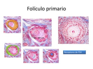 Folículo primario
60 – 80 um
Receptores de FSH
 
