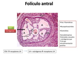 Folículo antral
FSH
Estrógenos
•Prot. Plasmáticas
•Mucopolisacáridos
•Electrolitos
•Gonadotropinas
•Esteroides sexuales:
+ estrógenos que
↑LH por
retroalimentación
positiva
FSH  receptores LH LH + estrógenos receptores LH
 