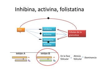 Inhibina, activina, folistatina
Células de la
granulosa
folistatina
activina
inhibina
activina
FSH
En la fase
folicular
Atresia
folicular
Dominancia
 