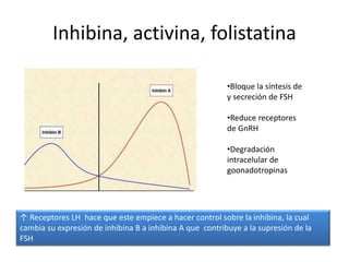 Inhibina, activina, folistatina
↑ Receptores LH hace que este empiece a hacer control sobre la inhibina, la cual
cambia su expresión de inhibina B a inhibina A que contribuye a la supresión de la
FSH
•Bloque la síntesis de
y secreción de FSH
•Reduce receptores
de GnRH
•Degradación
intracelular de
goonadotropinas
 