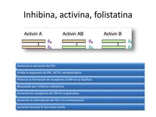 Inhibina, activina, folistatina
Aumenta la secreción de FSH
Inhibe la respuesta de PRL, ACTH, somatotropina
Potencia la formación de receptores GnRH en la hipófisis
Bloqueada por inhibina y folistatina
Aumenta los receptores de FSH en la granulosa
Aumenta la estimulación de FSH a la aromatización
aumenta durante la fase lútea tardía
 