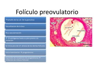 Folículo preovulatorio
↑tamaño de las cel. De la granulosa
Vacuolizacion de la teca
Rica vascularización
↑  estrógenos hasta su pico previo a la
ovulación
Se inicia pico de LH: atresia de los demás folículos
Inicia lutenizacion  progesterona
Expresión de receptores de progesterona 
inhibición de mitosis folicular
 