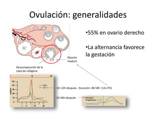 Ovulación: generalidades
Ovocito
maduro
Descomposición de la
capa de colágeno
10–12h después. Duración: 48-50h (14-27h)
24-36h después
•55% en ovario derecho
•La alternancia favorece
la gestación
 