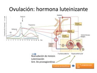 Ovulación: hormona luteinizante
LH  progesterona
FSH
Enzimas proteolíticas
Reanudación de meiosis
Luteinización
Sint. De prostaglandinas
 