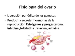 Fisiología del ovario
• Liberación periódica de los gametos
• Producir y secretar hormonas de la
reproducción Estrógenos y progesterona,
inhibina ,folistatina ,relaxina ,activina
 