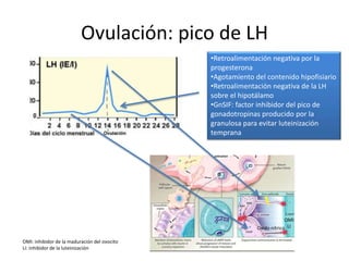 Ovulación: pico de LH
OMI: inhibidor de la maduración del ovocito
LI: inhibidor de la luteinización
•Retroalimentación negativa por la
progesterona
•Agotamiento del contenido hipofisiario
•Retroalimentación negativa de la LH
sobre el hipotálamo
•GnSIF: factor inhibidor del pico de
gonadotropinas producido por la
granulosa para evitar luteinización
temprana
OMI
LIOxido nítrico
 
